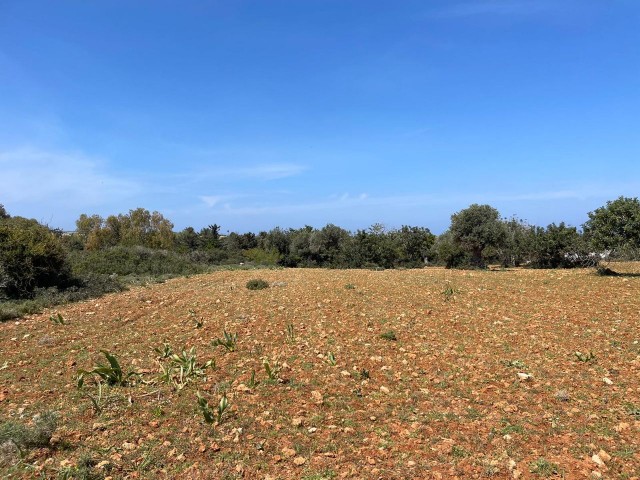 4 Acres 2 Häuser von Land zu verkaufen in Yeni Erenköy 