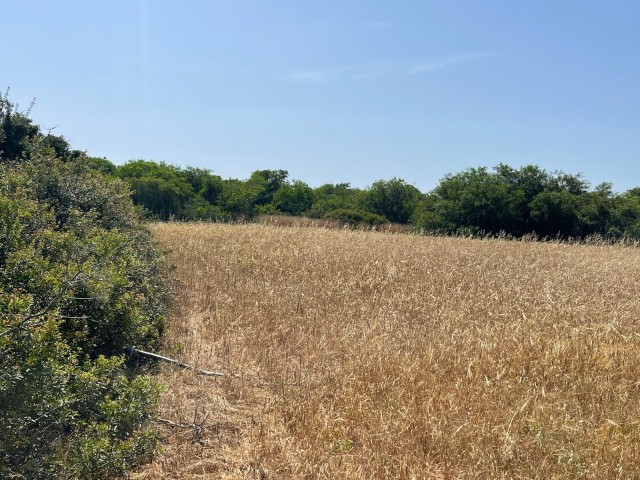 Eine Ecke himmlischen Landes an der neuen Straße mit Meerblick in Erenköy ❗️❕