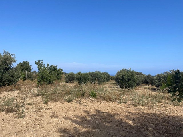 GRUNDSTÜCK MIT LANDWIRTSCHAFTLICHEM BAU ZUM VERKAUF IN DIPKARPAZ.