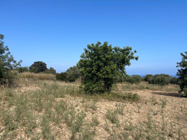 GRUNDSTÜCK MIT LANDWIRTSCHAFTLICHEM BAU ZUM VERKAUF IN DIPKARPAZ.