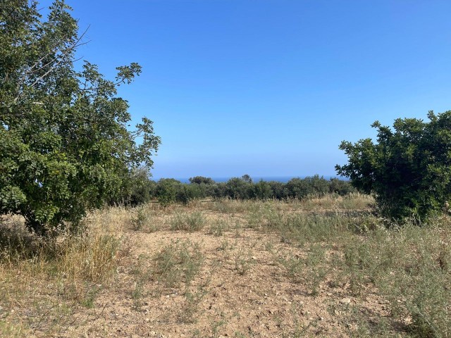 GRUNDSTÜCK MIT LANDWIRTSCHAFTLICHEM BAU ZUM VERKAUF IN DIPKARPAZ.