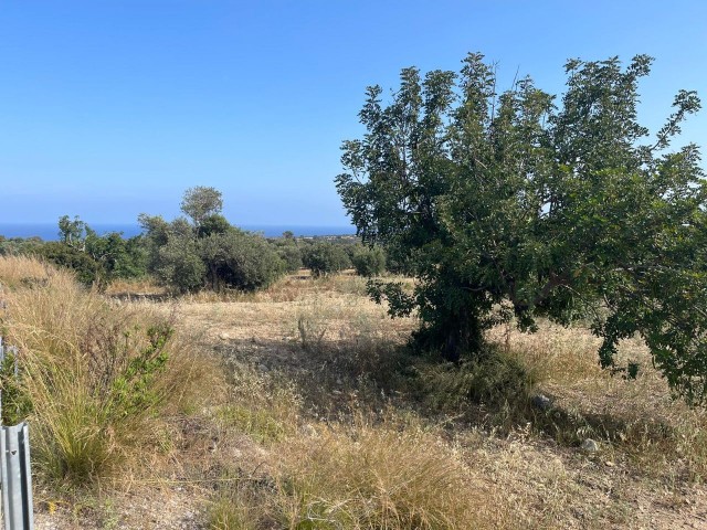 GRUNDSTÜCK MIT LANDWIRTSCHAFTLICHEM BAU ZUM VERKAUF IN DIPKARPAZ.