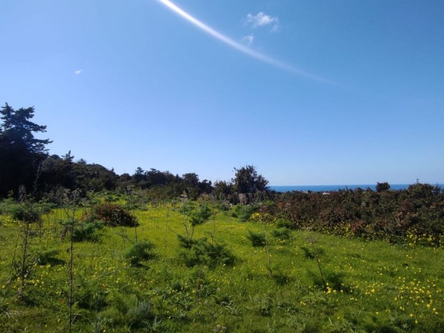 2 and a half acres of land for sale with sea view in Yenierenköy