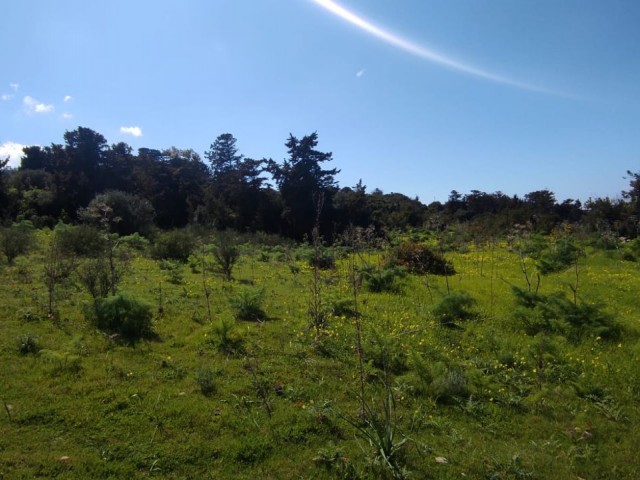 2 and a half acres of land for sale with sea view in Yenierenköy