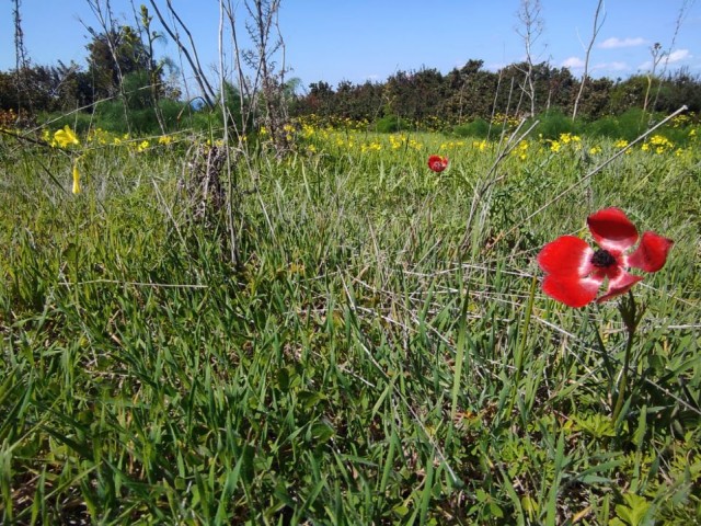 2 and a half acres of land for sale with sea view in Yenierenköy