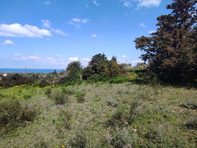 2 and a half acres of land for sale with sea view in Yenierenköy