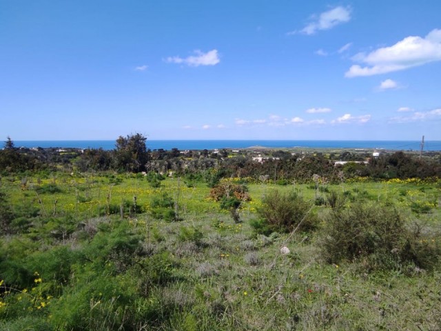 2 and a half acres of land for sale with sea view in Yenierenköy