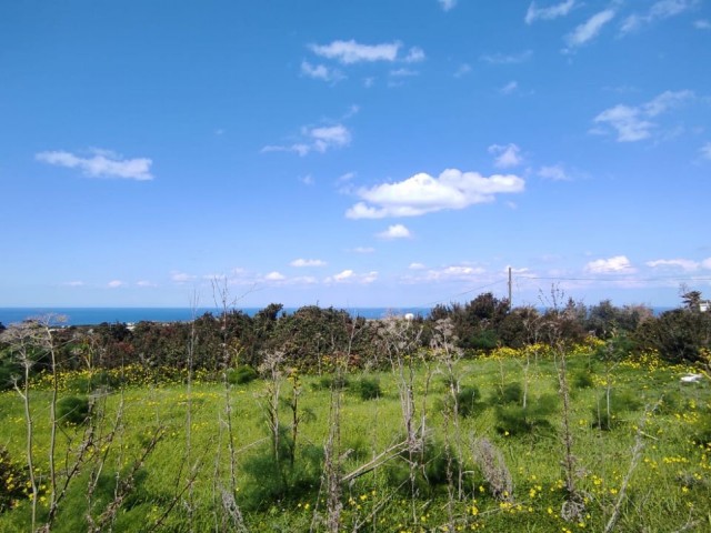 2 and a half acres of land for sale with sea view in Yenierenköy