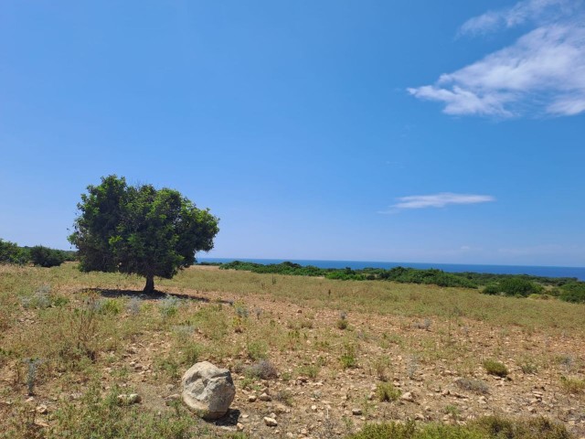 7 Hektar Grundstück zum Verkauf in Yeni Erenköy mit Zoneneinteilung und Meerblick