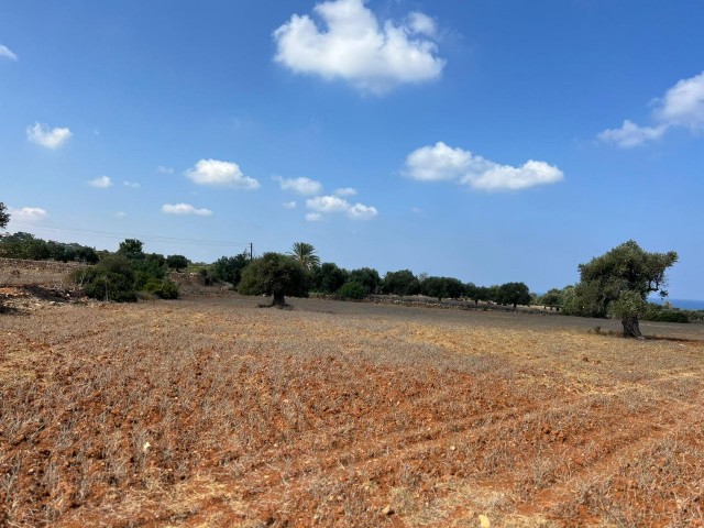 3 Hektar großes 2-Evlek-Land mit Zonenbebauung und Meerblick zum Verkauf in Yeni Erenköy