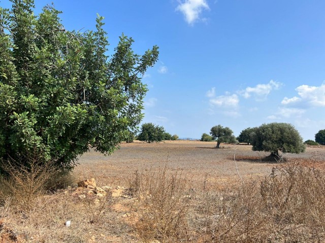 3 Hektar großes 2-Evlek-Land mit Zonenbebauung und Meerblick zum Verkauf in Yeni Erenköy