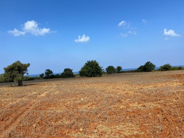 3 acres of 2 evlek land with zoned development and sea view for sale in Yeni Erenköy