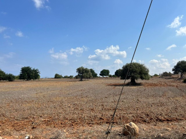 3 Hektar großes 2-Evlek-Land mit Zonenbebauung und Meerblick zum Verkauf in Yeni Erenköy