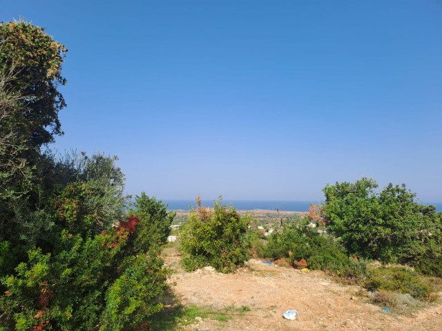 3 acres of 2 evlek land with zoned development and sea view for sale in Yeni Erenköy