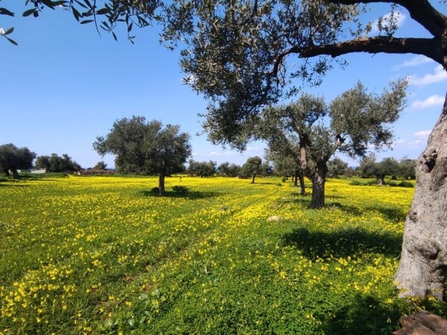 Meerblick und Zonengrundstück in Yenierenköy