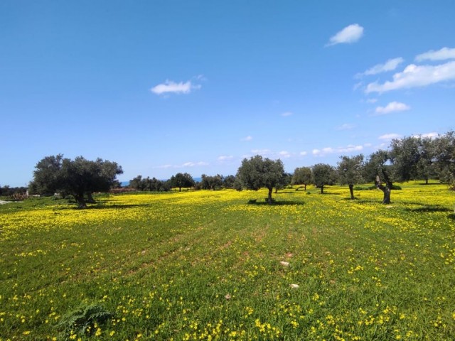 Meerblick und Zonengrundstück in Yenierenköy