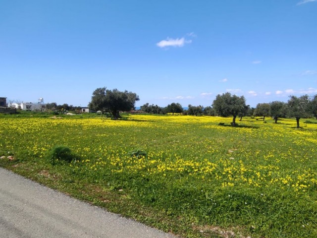 Sea view and zoned land in Yenierenköy