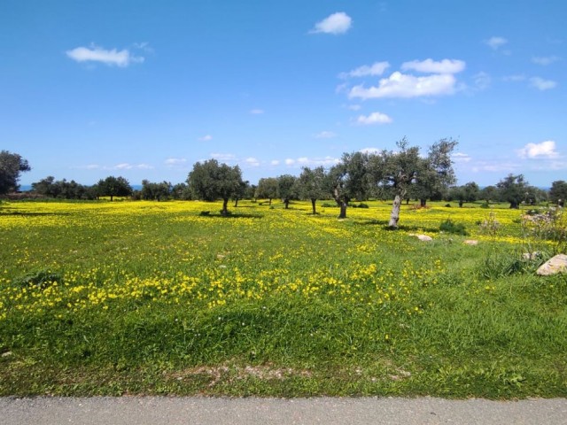 Sea view and zoned land in Yenierenköy