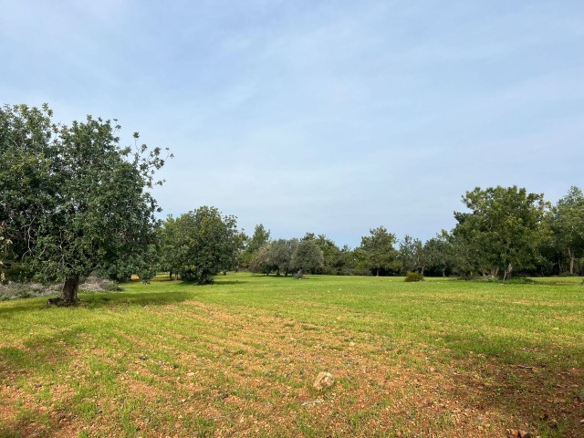 LAND FOR SALE IN YENİERENKÖY