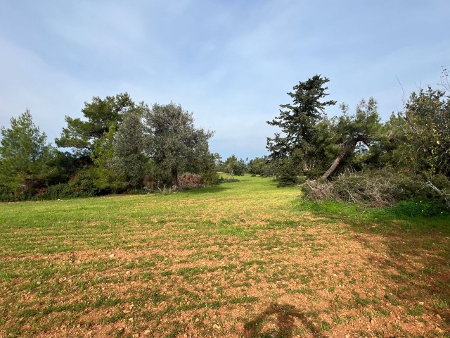 LAND FOR SALE IN YENİERENKÖY