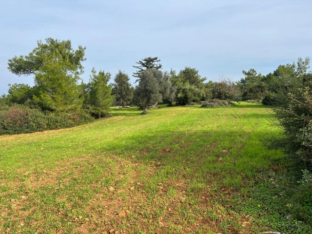 LAND FOR SALE IN YENİERENKÖY