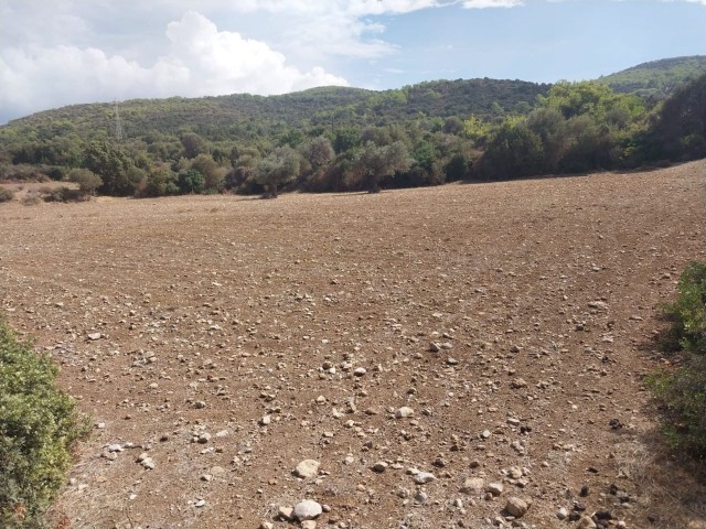 LAND FOR SALE IN YENİERENKÖY