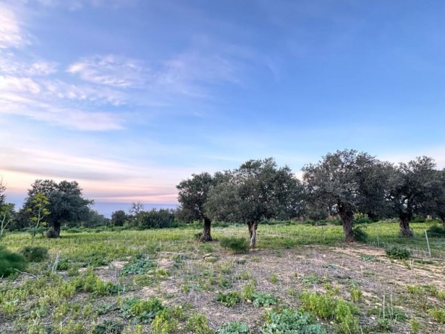 6 GRUNDSTÜCKANMELDUNGEN MIT 1 EVLEK-ZONE ZUM VERKAUF IN DIPKARPAZ