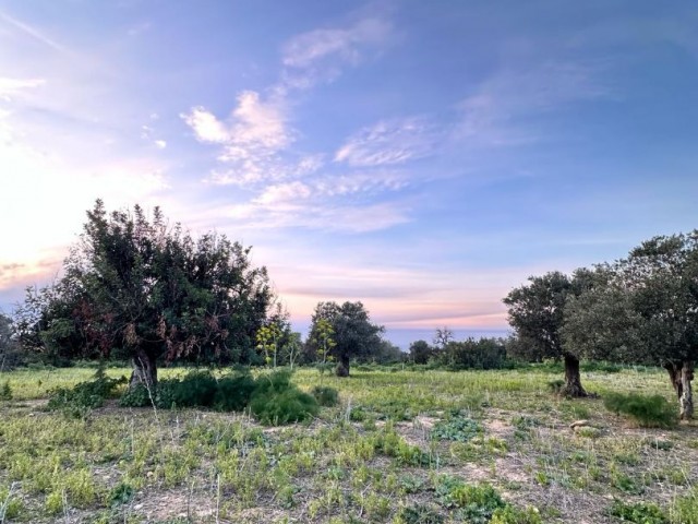 6 GRUNDSTÜCKANMELDUNGEN MIT 1 EVLEK-ZONE ZUM VERKAUF IN DIPKARPAZ