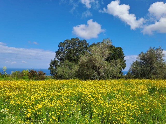 1 Dekar-Grundstück mit Zonenbebauung und Meerblick zum Verkauf in Sipahi