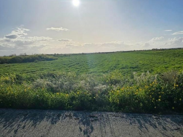 LAND FOR SALE IN NERGİSLİ