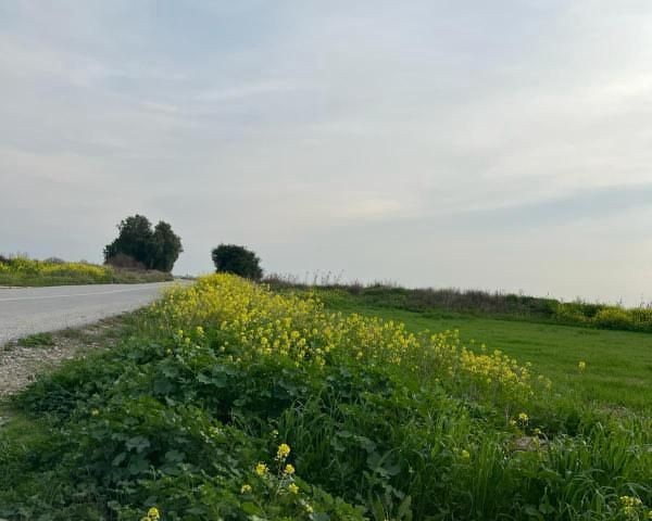 LAND FOR SALE IN NERGİSLİ