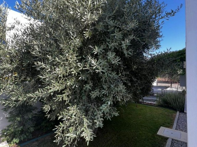 VOLLSTÄNDIG MÖBLIERTE 3+1 LUXUSVILLA ZUM VERKAUF IN ZYPERN GIRNE OLIVE GROVE REGION MIT SEINEM HERRLICHEN GARTEN UND LAGE IN INTEX MIT NATUR