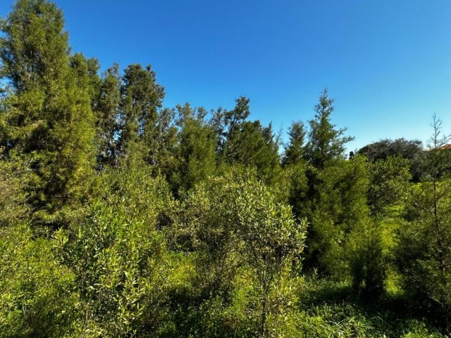 GRUNDSTÜCK ZUM VERKAUF IN KYRENIA/KARAKUM