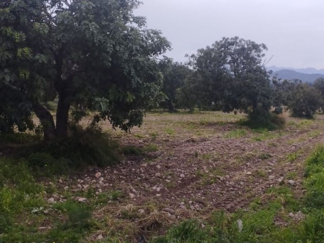 GRUNDSTÜCK ZUM VERKAUF IN FAMAGUSTA/TATLISU