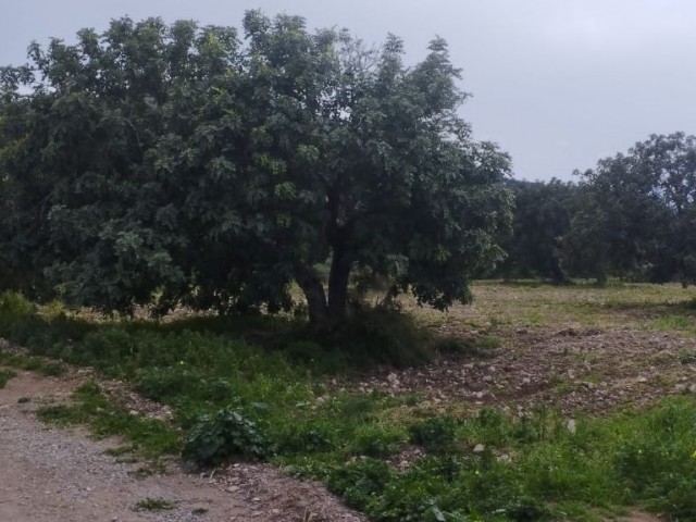 GRUNDSTÜCK ZUM VERKAUF IN FAMAGUSTA/TATLISU