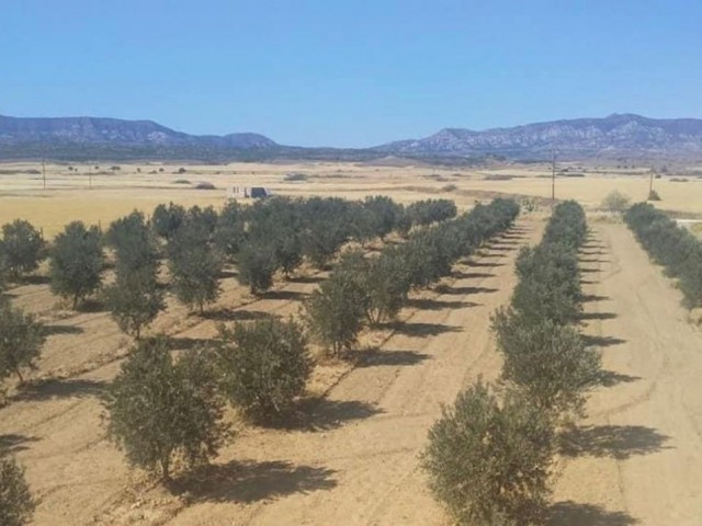 8 JAHRZEHNTE OLIVENHAIN UND 3+1 DUPLEXHAUS ZUM VERKAUF IN FAMAGUSTA/GEÇITKALE