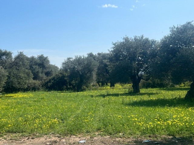 GRUNDSTÜCK ZUM VERKAUF IN GIRNE/OZANKÖY