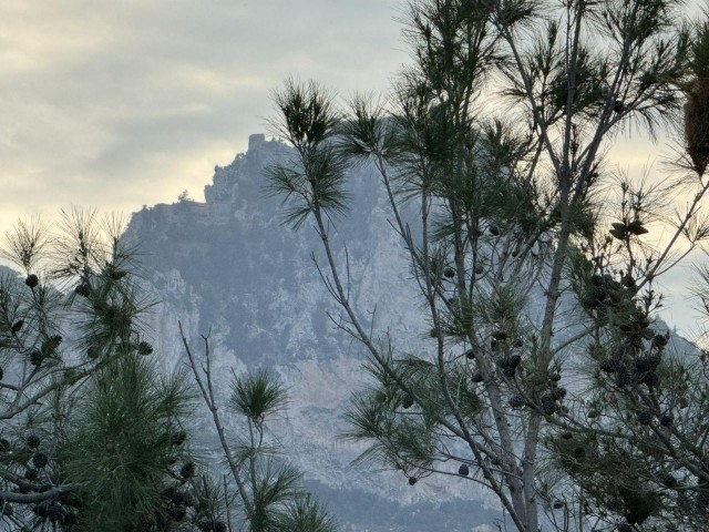 Просторный пентхаус 1+1 на продажу в Кирении Зейтинлк с видом на горы и море