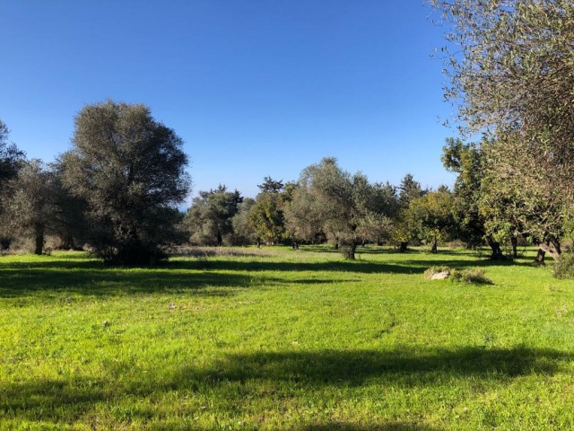 5,5 Hektar investitionsgrundstück mit zonengenehmigung, das sich direkt am Ausgang des Dorfes befindet, mit Blick auf die Berge, zwischen Pinien und mit dem Berg verflochten ** 