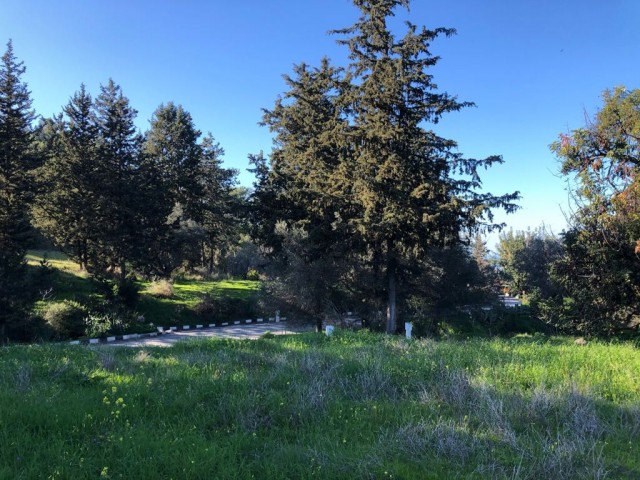 A 5.5-decare investment land with a zoning permit located between Pine Trees, with a mountain view and intertwined with a mountain, as well as just outside the village ** 