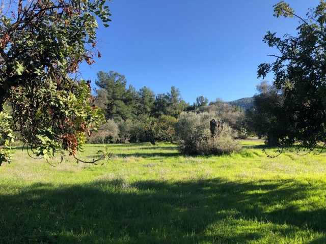 A 5.5-decare investment land with a zoning permit located between Pine Trees, with a mountain view and intertwined with a mountain, as well as just outside the village ** 