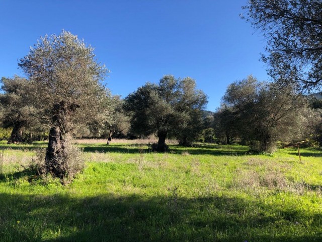 A 5.5-decare investment land with a zoning permit located between Pine Trees, with a mountain view and intertwined with a mountain, as well as just outside the village ** 