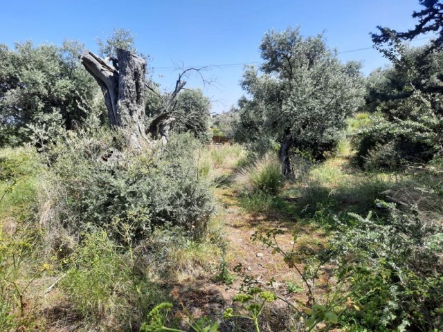 منطقه مسکونی برای فروش in Alsancak, گیرنه