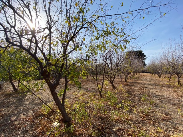 Land for sale in Karşıyaka, on a sloping land, with sea view, Turkish headband, around 9 donums ** 