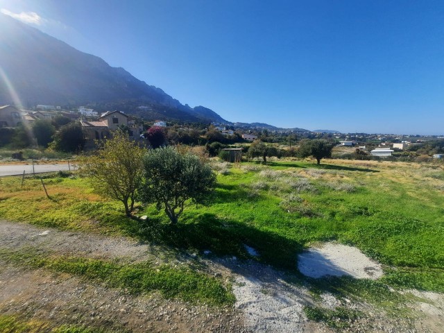 A magnificent 6 decare land with TURKISH COB in Lapta!! 105,000 STG ACCOUNTS!!