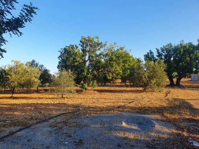 خانه مستقل برای فروش در یک قطعه 10 دکارتی در روستای محمد ارمیک ** 