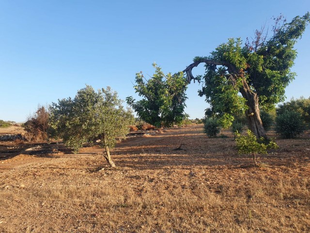 خانه مستقل برای فروش در یک قطعه 10 دکارتی در روستای محمد ارمیک ** 