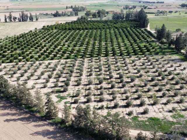 FIELD GARDEN WITH 30 DECORATIONS OF VARIOUS TREES IN MAGUSA KÖPRULU VILLAGE