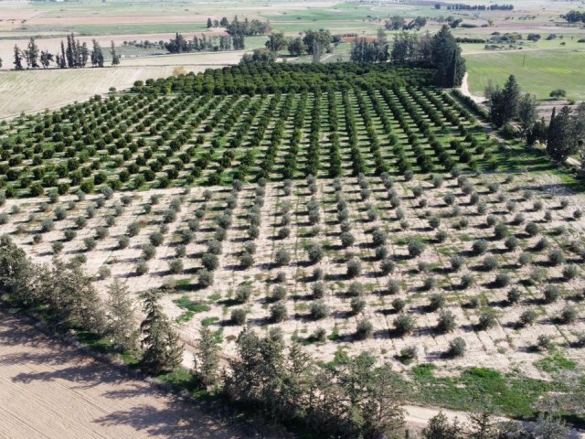 باغ صحرایی با 30 تزئین از درختان مختلف در روستای ماگوسا کوپرولو