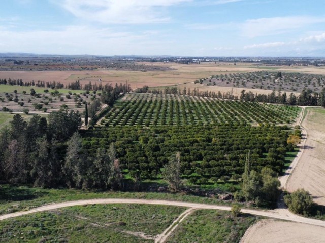 FIELD GARDEN WITH 30 DECORATIONS OF VARIOUS TREES IN MAGUSA KÖPRULU VILLAGE